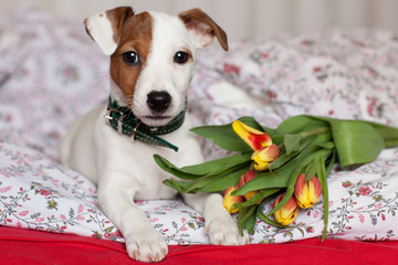 Congratulation. Gift. Puppy Jack Russell Terrier and a bouquet of tulips