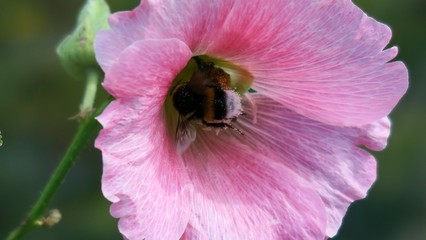 Pszczoła zapyla różowy kwiat. © Rita Grecja