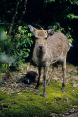 Yak Deer - ヤクシカ