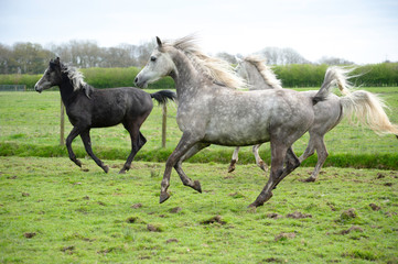 Arabian horses at play in a field