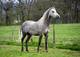 Fototapeta na wymiar Grey Arabian horse standing on a meadow