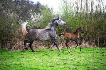 Obraz na płótnie Canvas Grey Arabian mare and foal trotting in a meadow