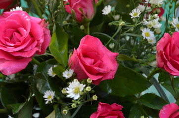 the rose