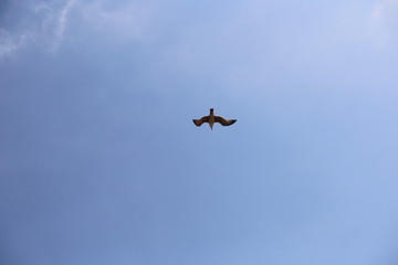 Vuelos de aves