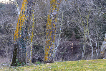 Arboles desnudos , con liquen amarillo en la corteza en un bosque del Montseny en inveierno,...