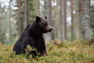 brown bear sitting in the rain, forest scenery