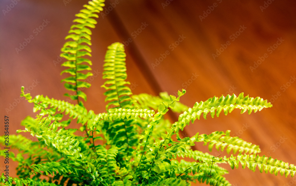 Wall mural Tree Fern - Australian tree fern