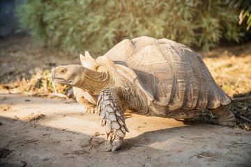 A big turtle at the zoo. Giant turtles and movements. Under the armature.