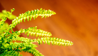 Tree Fern - Australian tree fern