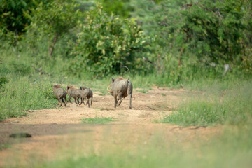 Obraz na płótnie Canvas A family of Warthogs on the run