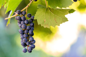 Dark blue ripening grape cluster lit by bright sun on blurred colorful bokeh copy space background.