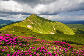 Mountain spring panorama with blooming rhododendron rue flowers and patches of snow under blue cloudy sky.