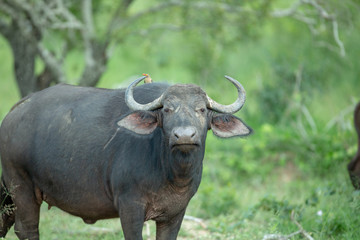 Fototapeta premium A herd of Cape buffalo in and around the water