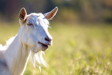 Fototapeta premium Portrait of white goat with beard on blurred bokeh background. Farming of useful animals concept.