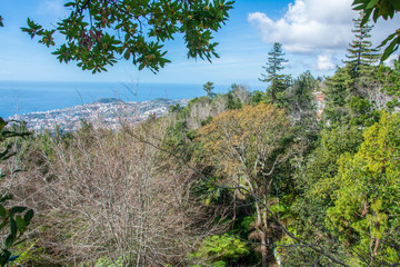 Fototapeta na wymiar Tropical forest Madeira