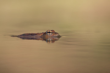 Ritratto di un rospo sul fiume