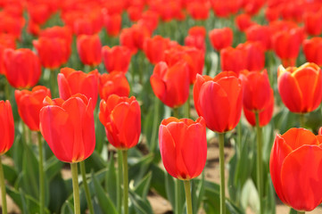 Fototapeta premium チューリップ ワールドファイヤー