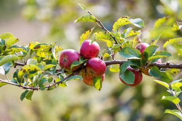 Big nice apples ripening on apple tree in sunny orchard garden on blurred green background.