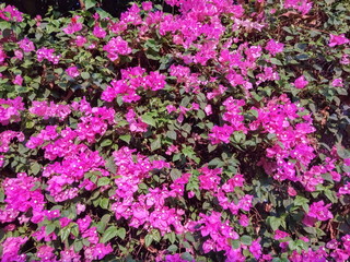 Beautiful magenta bougainvillea paper flowers (Bougainvillea glabra) blossom blooming with green leaves texture background.