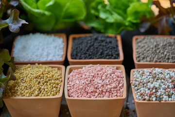 Six types of chemical fertilizers in clay pots and salad leaves