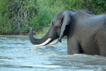 Elephant bulls swimming and playing around in the water