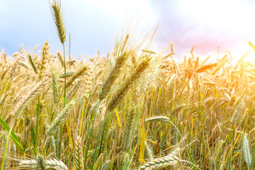 Close up of ripe wheat ears against beautiful sky with clouds
