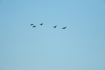 干潟で遊ぶ野鳥