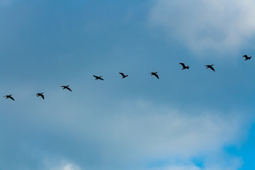 干潟で遊ぶ野鳥