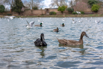 canadian goose and goslings