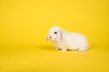 Cute young white bunny on a yellow background