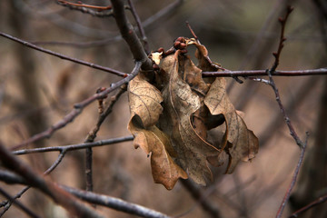 branch of tree and ok dry leafs in winter