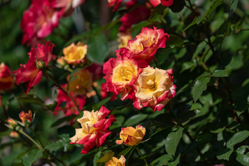 Red and yellow rose flowers, in full bloom