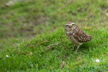Burrowing Owl (Athene cunicularia), Ecuador