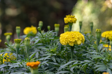 Yellow marigold flowers