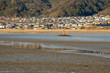 干潟で遊ぶ野鳥