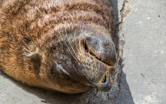 Portrait of a Cape Fur seal sleeping on a pier in a harbor image with copy space in landscape format