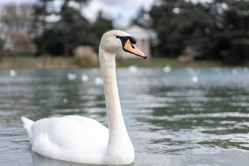 white swan on the lake
