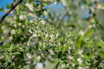 Flowers of silverberry, Oleaster