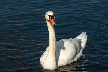 White Mute Swan swim on a Dark Blue Lake