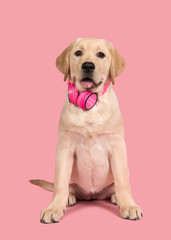 Cute sitting labrador retriever puppy looking at the camera wearing a headphone on a pink background