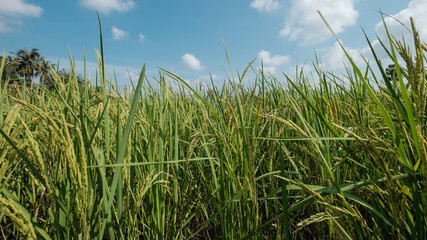 Cambodia Rice Field