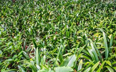Green plants Madeira Island