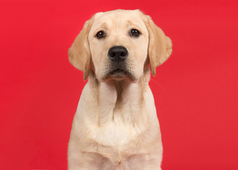 Portrait of a cute labrador retriever puppy on a red background