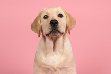 Portrait of a cute labrador retriever puppy on a pink background