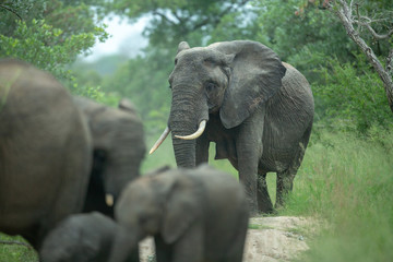 A herd of elephants with young calves