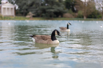 ducks on the lake