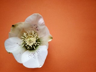 Beautiful first spring flower hellebore on red close up