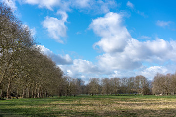 Obraz premium tree in the field