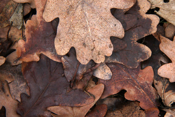 dry brown oak autumn leafs background