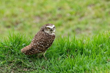 Burrowing Owl (Athene cunicularia), Ecuador